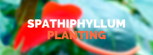 Spathiphyllum Planting