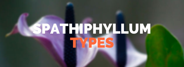 Types of Spathiphyllum