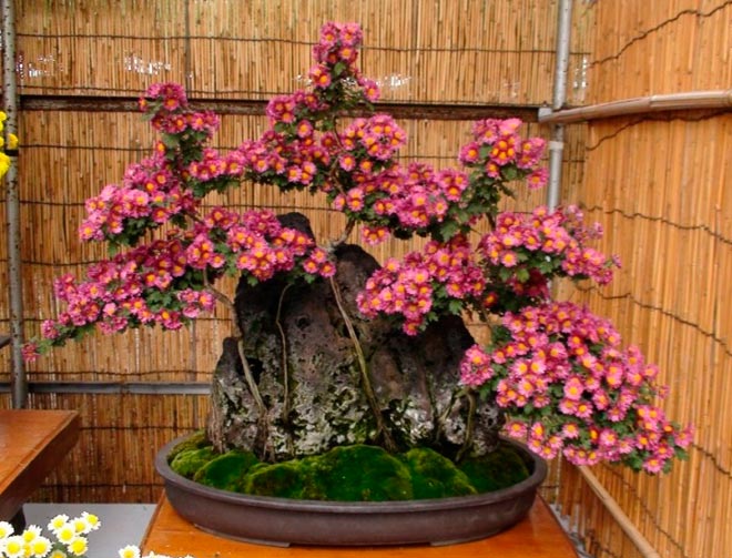 Special Flowering Bonsai