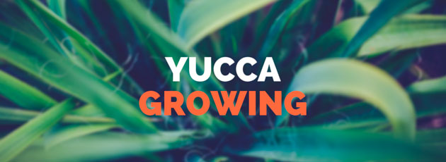 yucca growing
