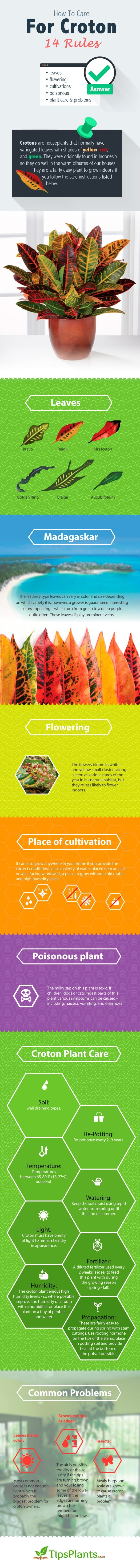Croton infographic