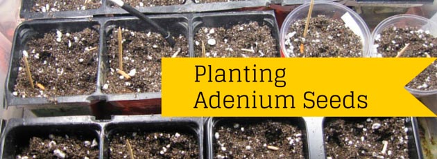 Planting Adenium Seeds