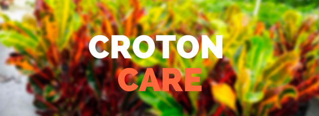 croton care