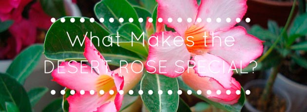 What Makes the Desert Rose Special?