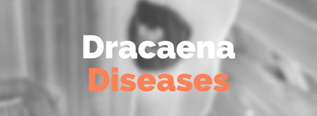 Dracaena Diseases