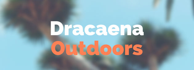 Dracaena Outdoors
