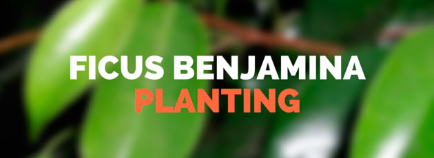 Ficus Benjamina Planting