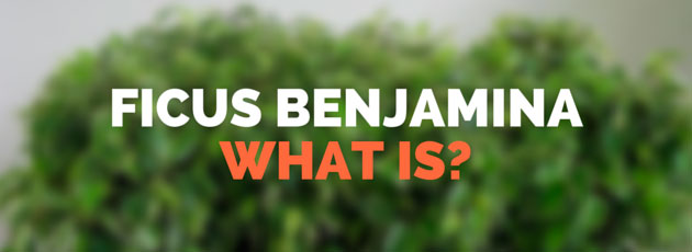 what is Ficus Benjamina