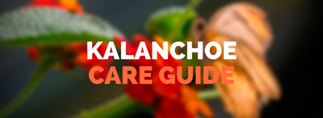 Kalanchoe Care Guide