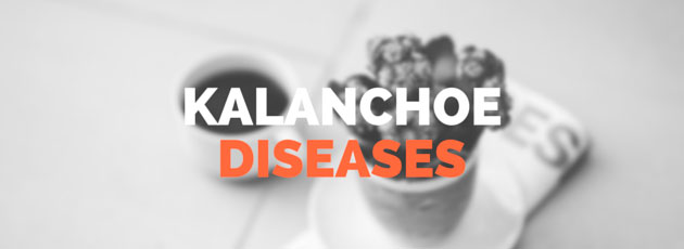Kalanchoe Diseases and Pests