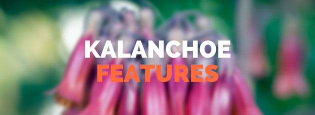 Kalanchoe Features