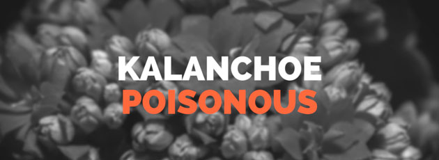 Kalanchoe Poisonous