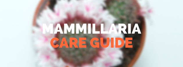 Mammillaria Care Guide