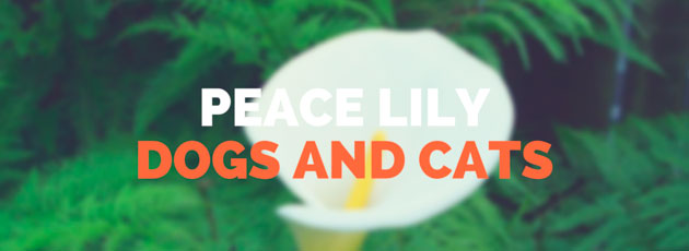 Peace Lily for Dogs and Cats