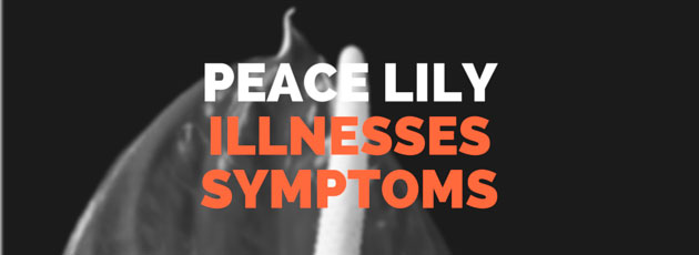 Peace Lily Illnesses Symptoms