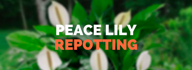 Peace Lily Repotting