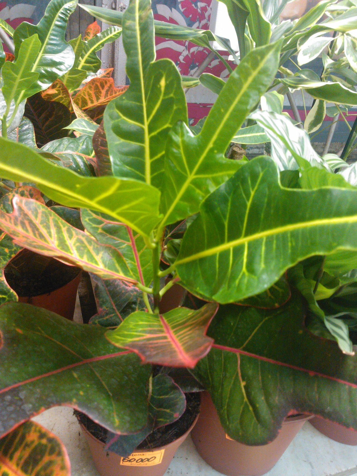 Croton Plant Care Tips: growing, planting, cutting, pruning. Diseases