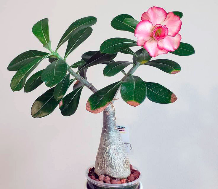 ADENIUM OBESUM  rare caudex collection exotic bonsai desert rose 6 plants lot 4" 
