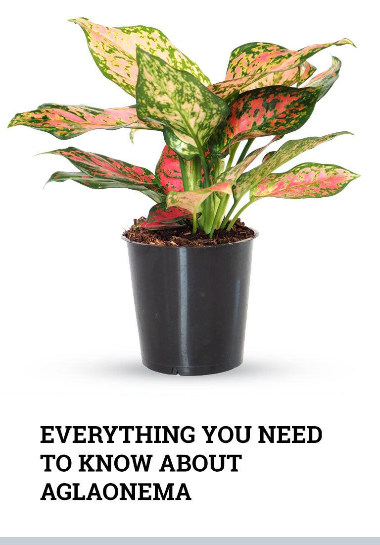 Aglaonema Plant Care and Growing Guide of the Most Popular Houseplant