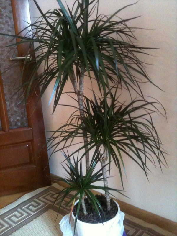 Dracaena Plant Care: growing, planting, cutting. Diseases, pests, seed ...