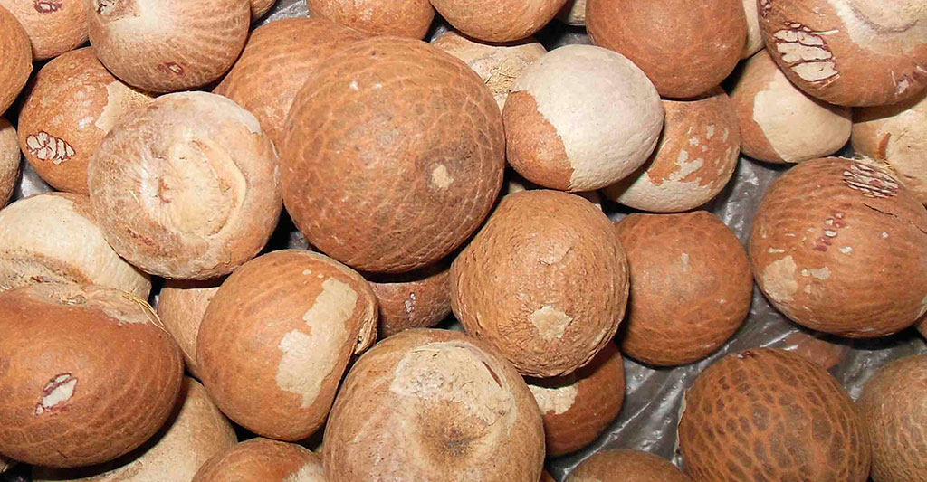 Why Areca Nut Is Used