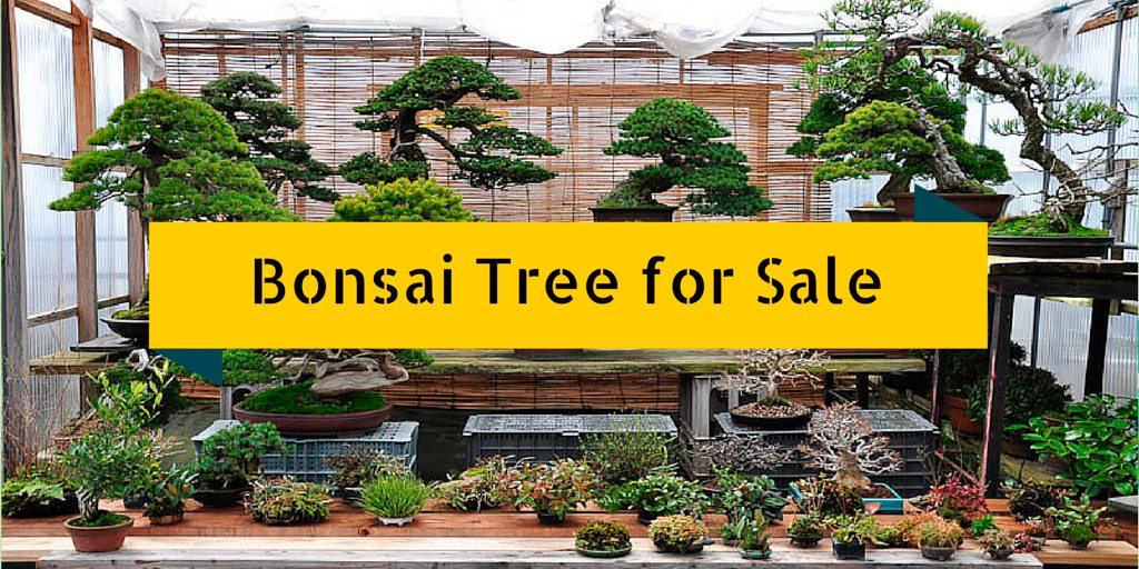 How To Find No 1 Bonsai Tree For Sale Use These 35 Simple Tips