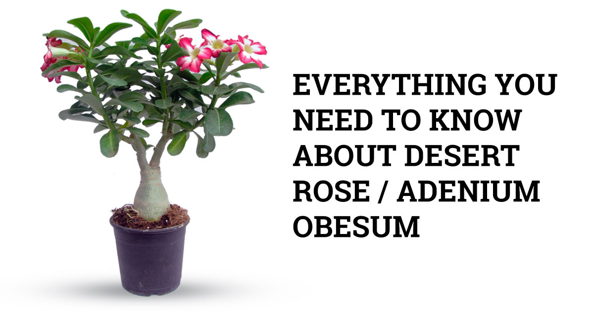 ¿Cómo cuido una planta de rosa del desierto?