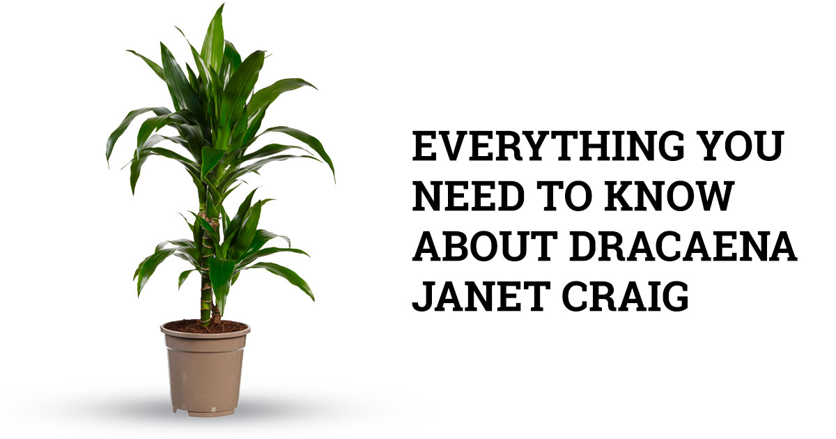 dracaena janet craig plant