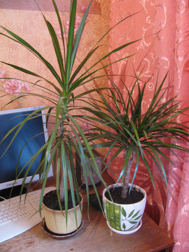 dracaena-how-much-water-should-i-give