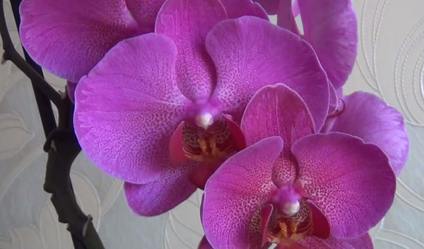 Phalaenopsis orchid violet