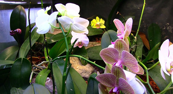 45 HQ Photos Orchids Are They Poisonous To Cats Are Succulents