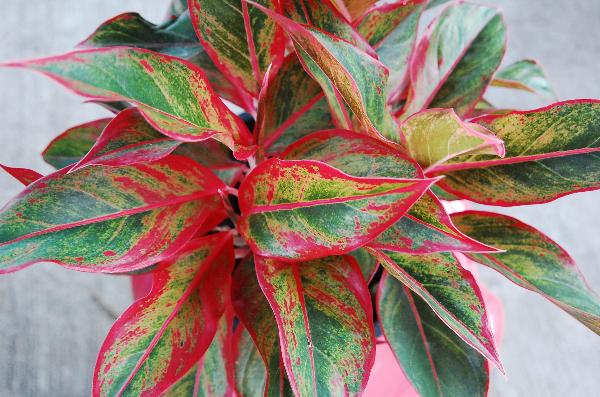 Why Red Aglaonema  May Fall Sick and How to Deal with It