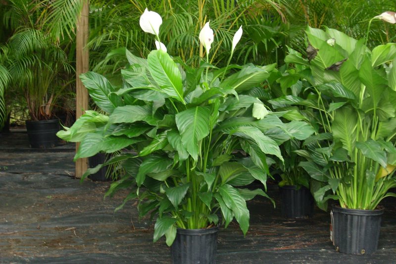 Is Your Spathiphyllum Poisonous to Dogs, or 1 Sad Dog’s Life Story
