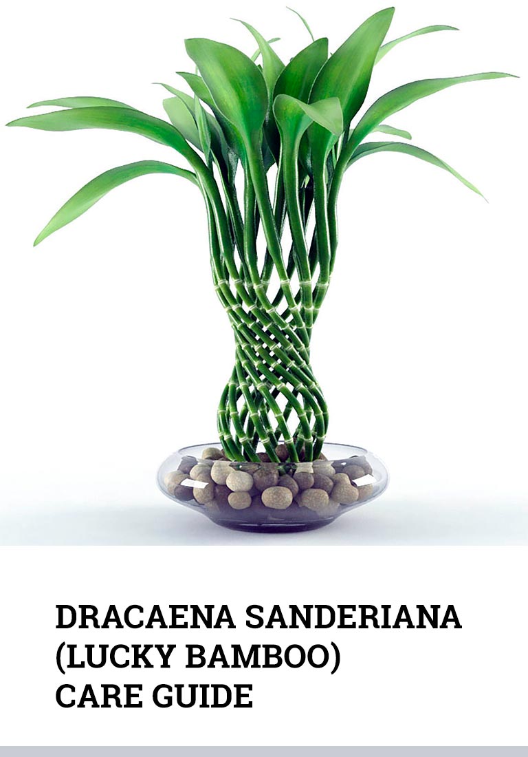 Dracaena Sanderiana Lucky Bamboo Care Guide