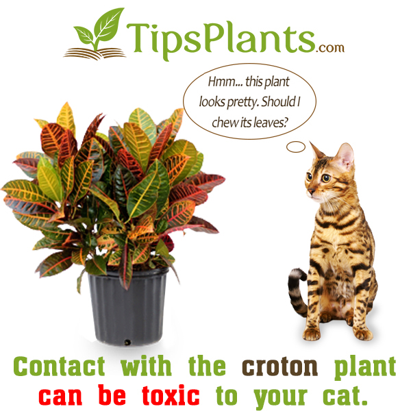Toxic Plants 10 Common House