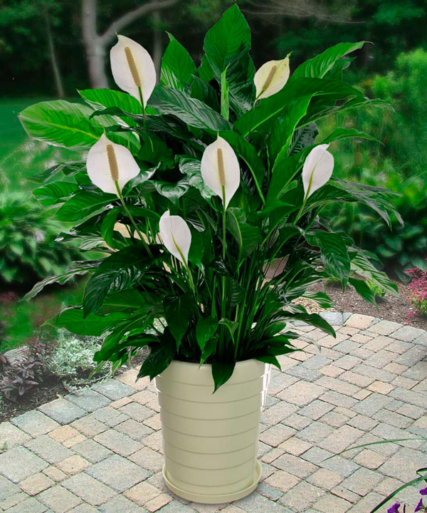 Can Peace Lilies Be Planted Outside - Plant Ideas