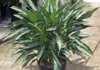Aglaonema Black Lance