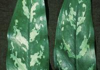 Aglaonema brown