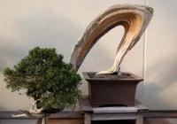 air-layering bonsai
