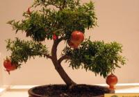 bonsai tree seed