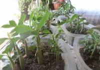 adenium in container