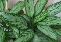 Aglaonema Crispum