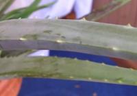 aloe vera leaves