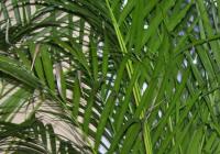 Areca Palm Tree