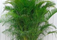 Areca Plant