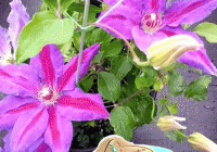 clematis-wildfire