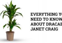 dracaena janet craig