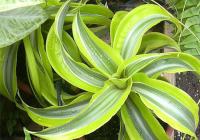 Dracaena Reflexa