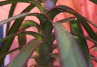 Dracaena Sun or Shade