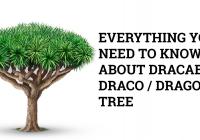 dragon tree plants dracaena draco